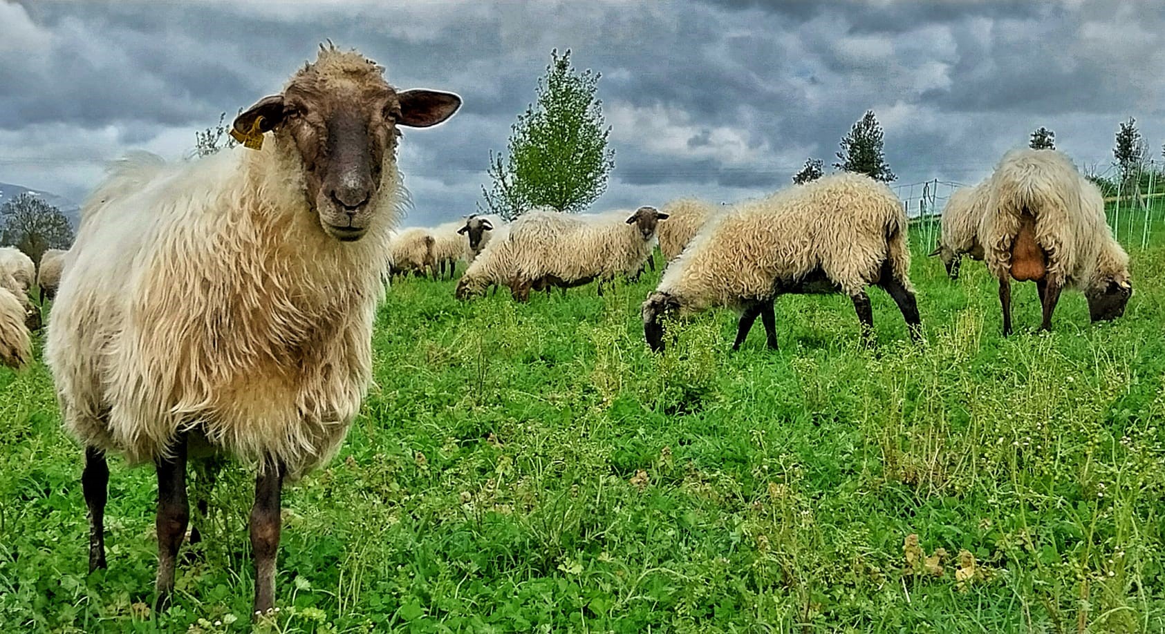 NEIKER sheep grazing