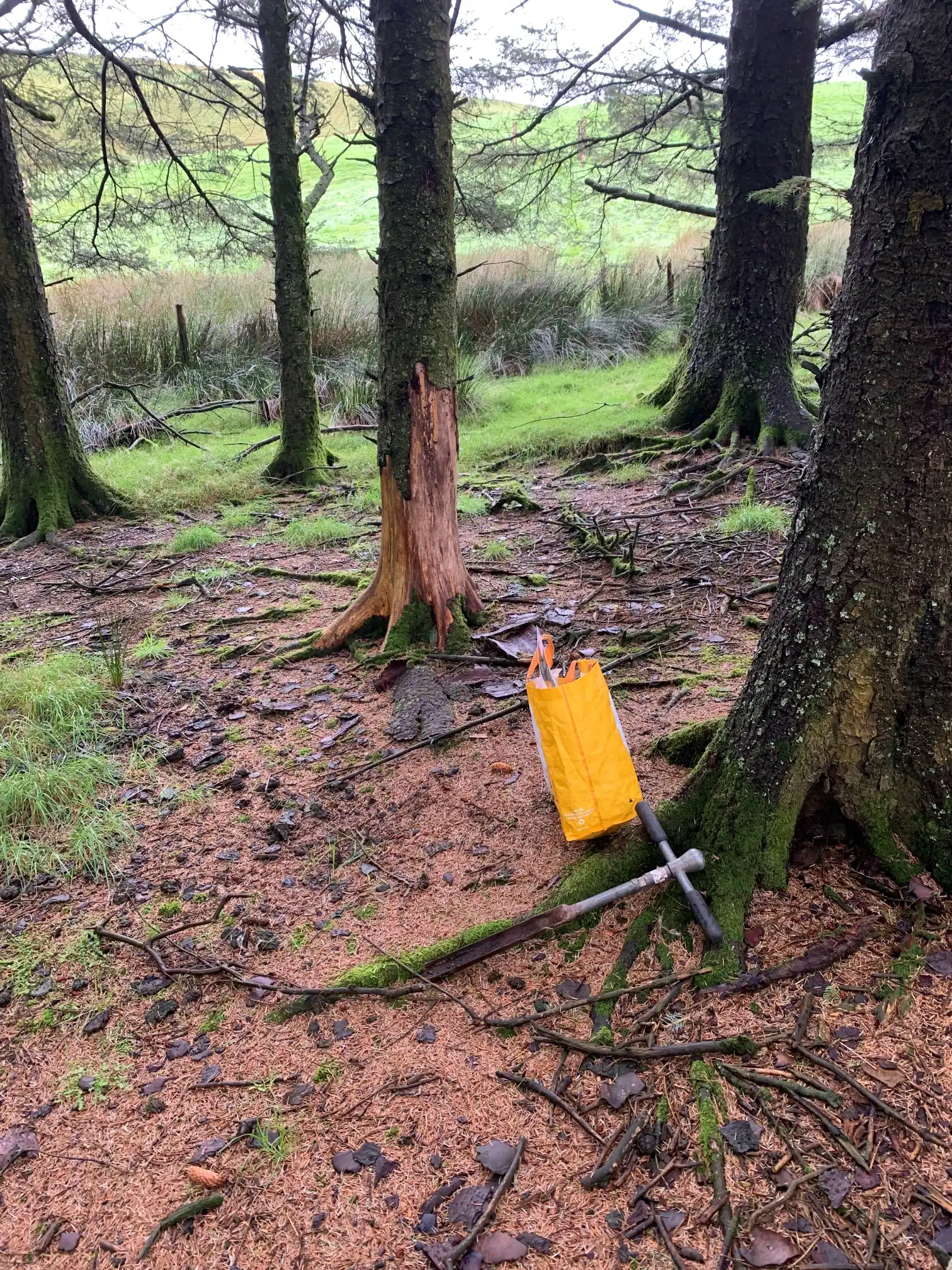 Welsh pilot site – Forest sampling