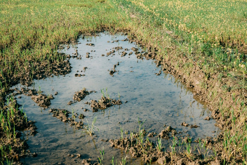 Water in a field