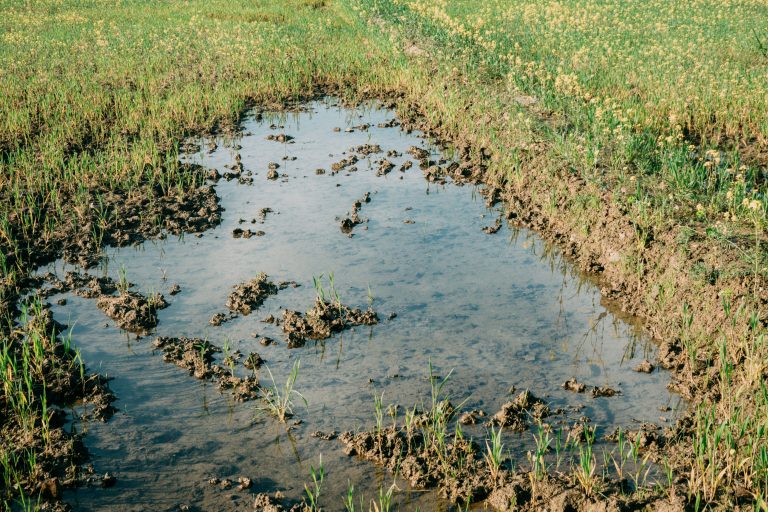 Water in a field