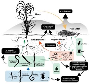 Figure 1. A typical representation of the soil food web, from Brackin et al. 2017: 149