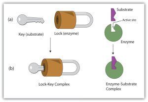 Figure 2: The Lock-and-Key Model of Enzyme Action. (a) Because the substrate and the active site of the enzyme have complementary structures and bonding groups, they fit together as a key fits a lock. (b) The catalytic reaction occurs while the two are bonded together in the enzyme-substrate complex. From https://chem.libretexts.org/Courses/Case_Western_Reserve_University/CHEM_121%3A_Concepts_for_a_Molecular_View_of_Biology_II_%28Cunningham%29/4%3A_Amino_Acids_Proteins_and_Enzymes/4.07%3A_Enzyme_Action